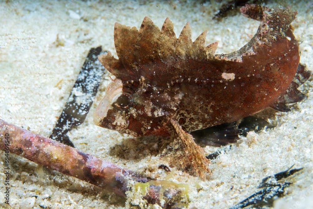 Paracentropogon longispinis, the wispy waspfish, in Raja Ampat, Indonesia