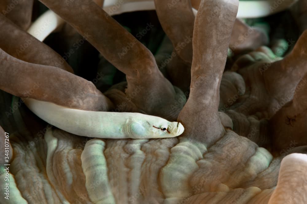 Mushroom coral pipefish (Siokunichthys nigrolineatus). Underwater macro photography from Romblon, Philippines
