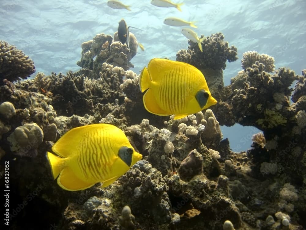 Golden Butterflyfish