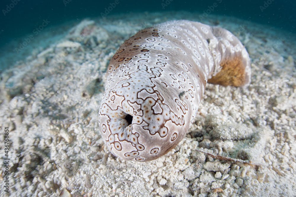A large sea cucumber, Bohadschia argus, is found on the sand and rubble seafloor in Palau. This echinoderm can eject sticky, toxic tubules out of its anus that deter predators.