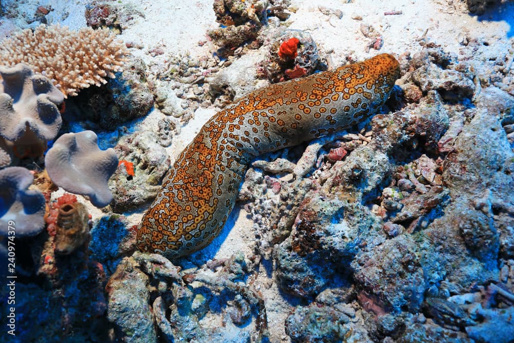 Leopard sea cucumber