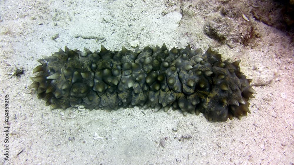 sea cucumber