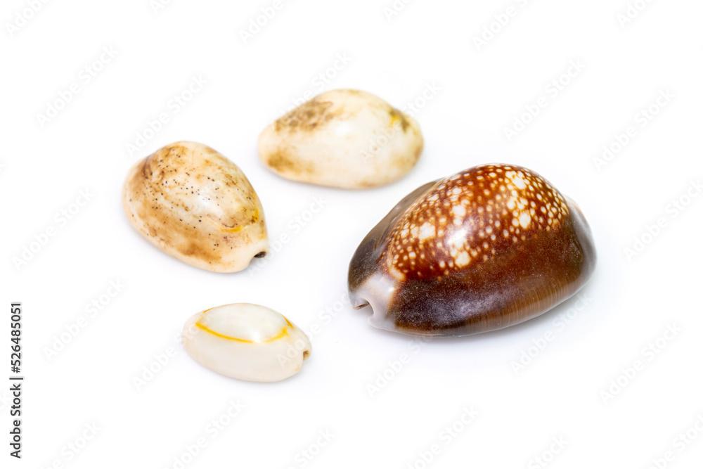 Group a marine gastropod mollusk in the family Cypraeidae isolated on white background. Undersea Animals. Sea Shells.