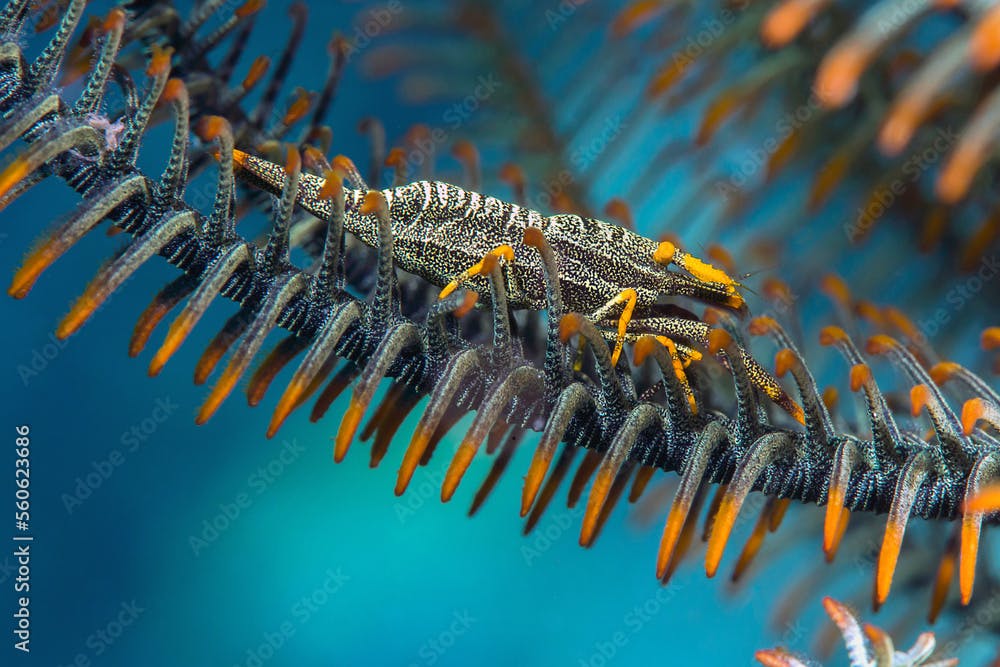 Amboinensis crinoid shrimp ( Periclimenes amboinensis ) crawls on a feather star crinoid of Bali, Indonesia