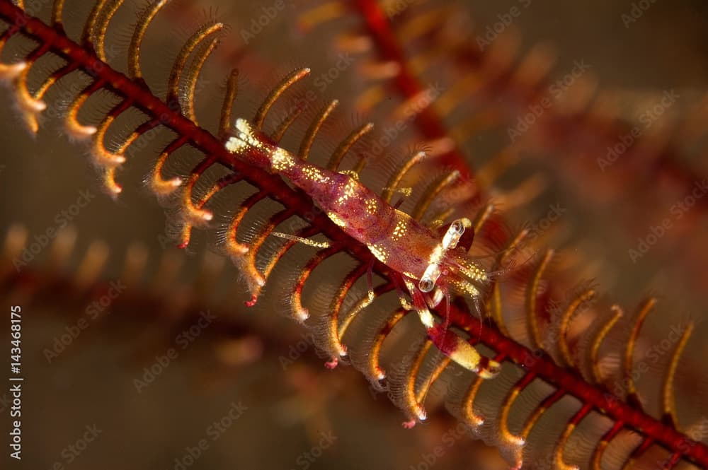 Commensal shrimp, Periclimenes amboinensis, camouflaging on a feather star, Bali Indonesia.