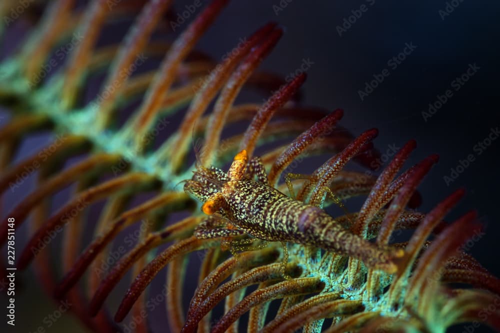 A camouflaged crinoid shrimp on a sea fan in the clear, warm waters of Raja Ampat, Indonesia