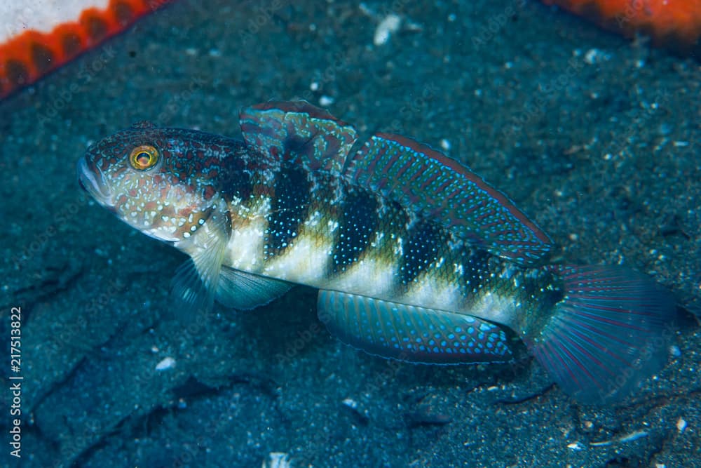 Sphynx Goby Amblygobius sphynx