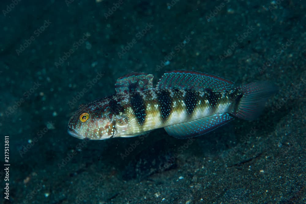 Sphynx Goby Amblygobius sphynx