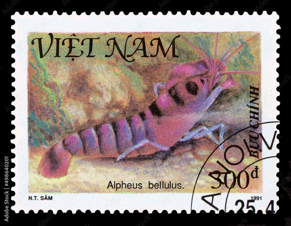 Postage stamp.  Alpheus bellulus.