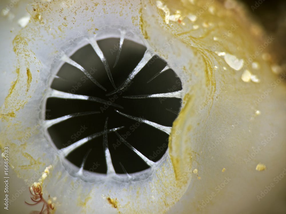 Ascidians, Auströmöffung einer Seescheide(Perophora modificata)