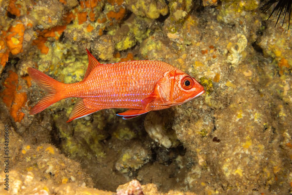 Close-up portrait of the bluestripe squirrelfish (Sargocentron tiere) also referred to as a blue-lined squirrelfish and Tahitian squirrelfish; Hawaii, United States of America