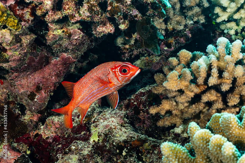 tahitian squirrelfish fish