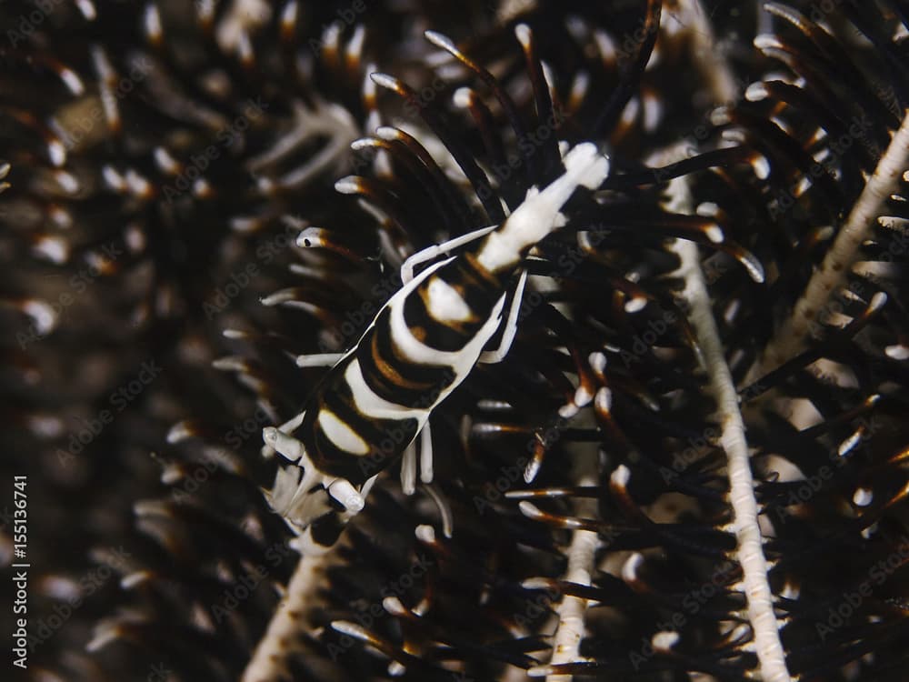 Feather Star Shrimp, Federstern-Garnele (Laomenes cf cornutus)