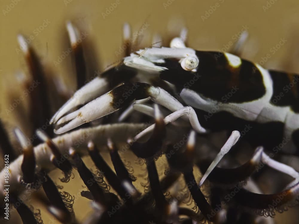 Feather Star Shrimp, Federstern-Garnele (Laomenes cf cornutus)