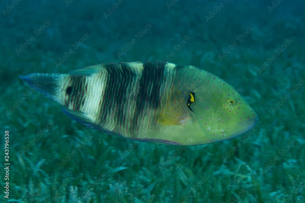 Abudjubbe (Cheilinus abudjubbe) swim over sea grass, Red Sea, Dahab, Egypt, Africa