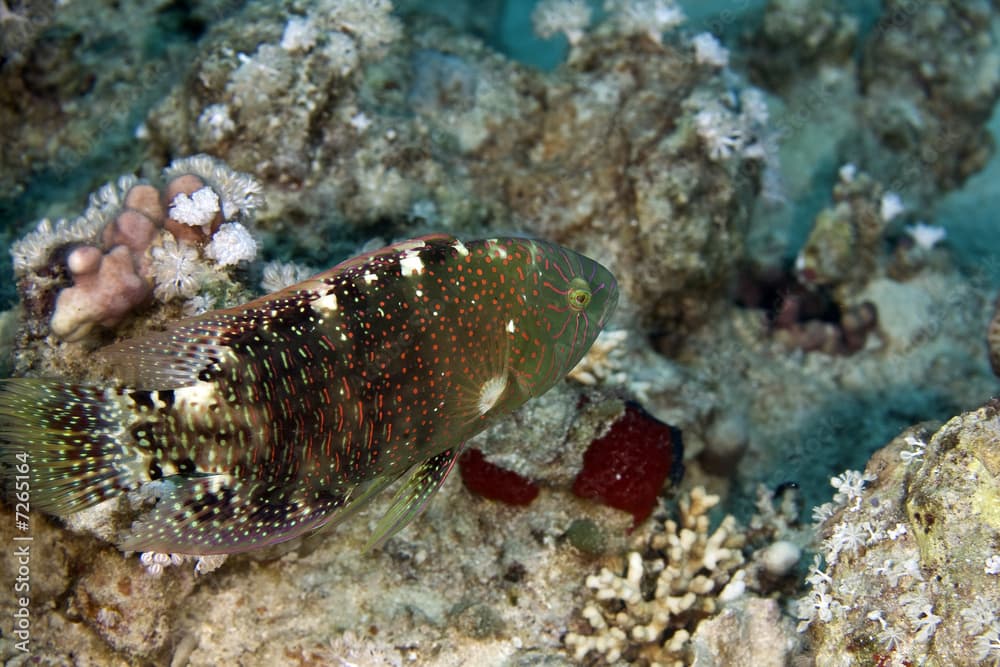 abudjubbe wrasse (cheilinus abudjubbe)