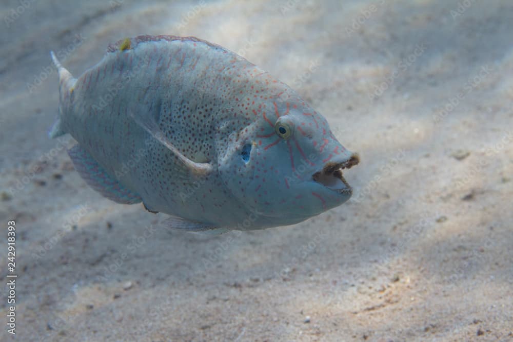 Abudjubbe Wrasse in Red Sea