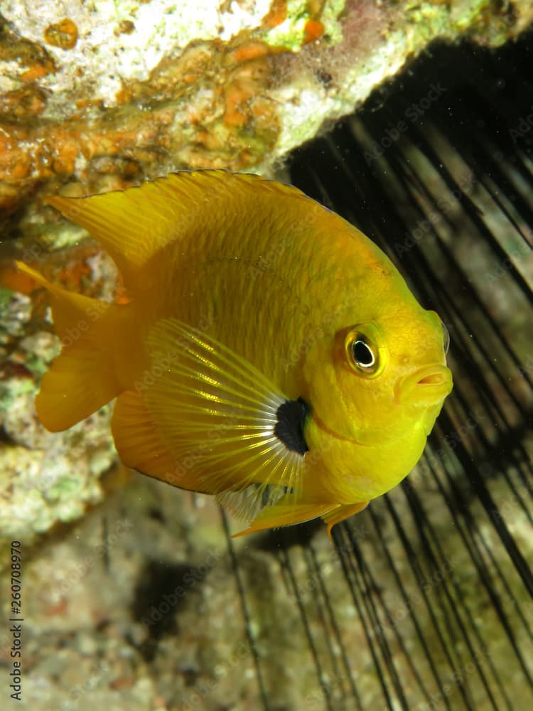 Sulphur damsel ( Pomacentrus sulfureus) Taken in Red Sea, Egypt.