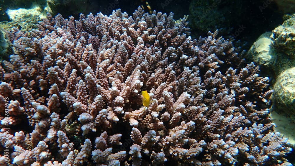 Sulphur damsel (Pomacentrus sulfureus) and polyp stony coral Acropora squarrosa undersea, Red Sea, Egypt, Sharm El Sheikh, Nabq Bay