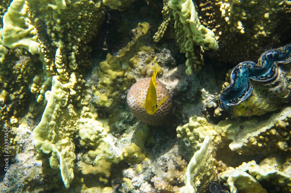 Yellow coral fish on the background of corals, Pomacentrus sulfureus