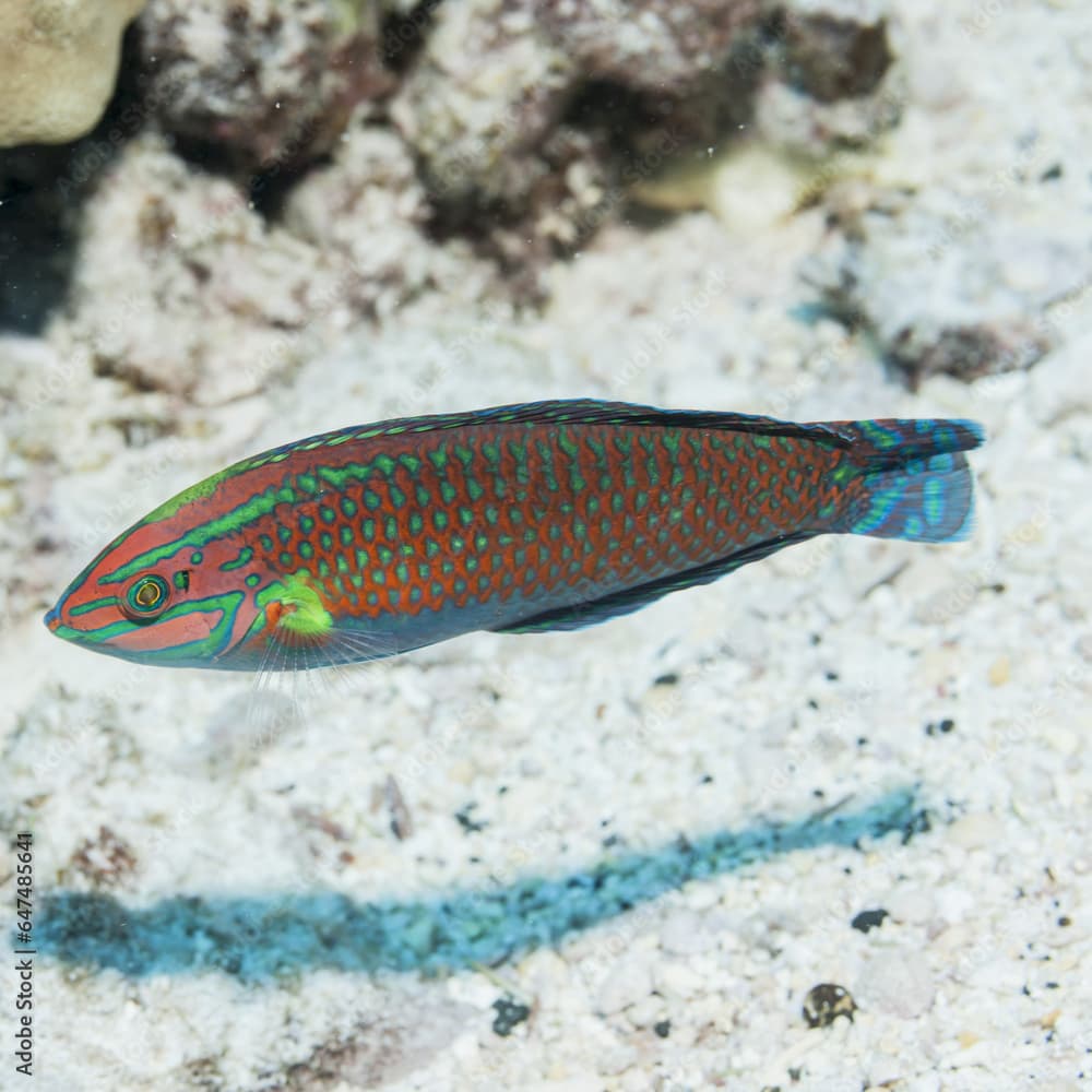 Ornate Wrasse (Halichoeres Ornatissimus), Near Kona; Island Of Hawaii, Hawaii, United States Of America