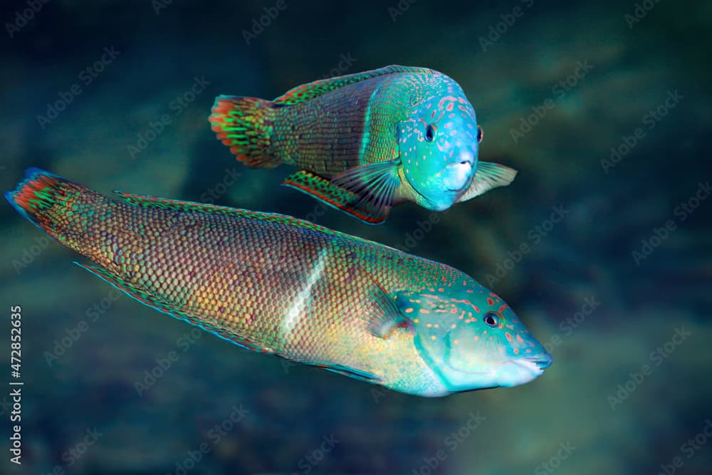 Halichoeres wrasses. Marine fish