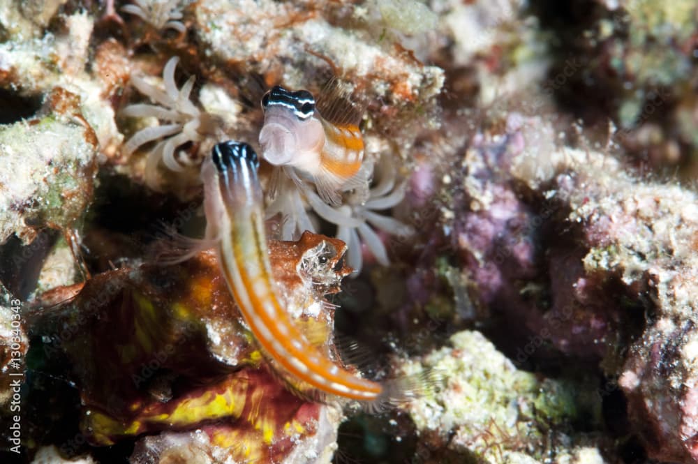 Bath's blenny (Ecsenius bathi), localized, fighting, Komodo, Indonesia