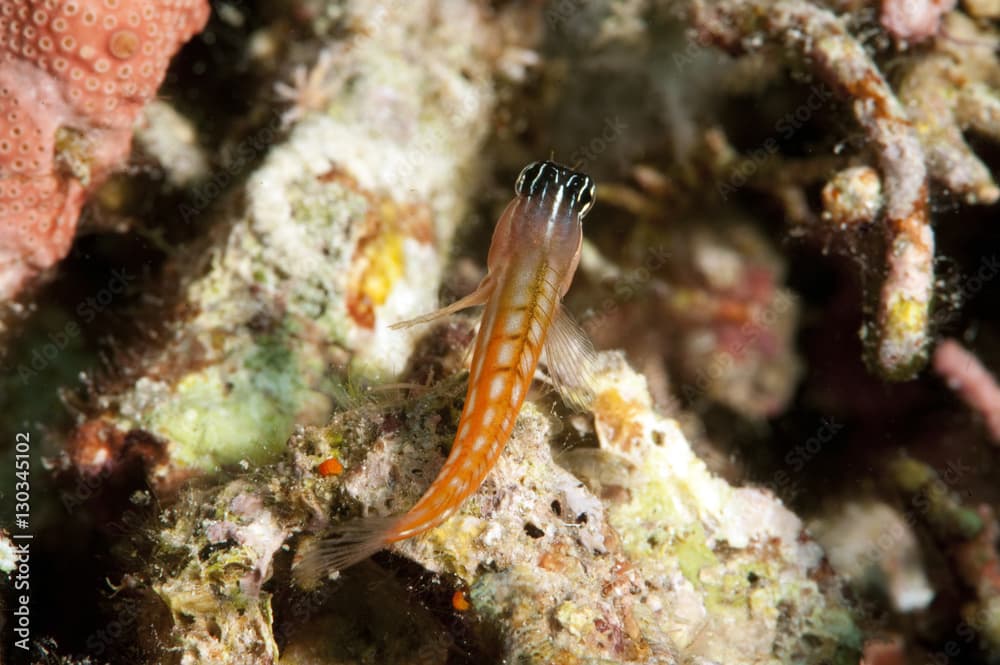 Bath's blenny (Ecsenius bathi), localized, Komodo, Indonesia