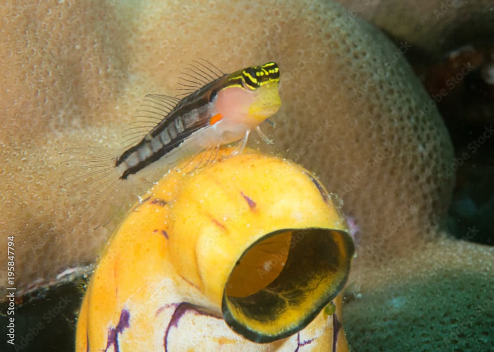 Baths clown blenny, Ecsenius bathi, resting on gold-mouth sea squirt , ink spot sea squirt (Polycarpa aurata ), Raja Ampat