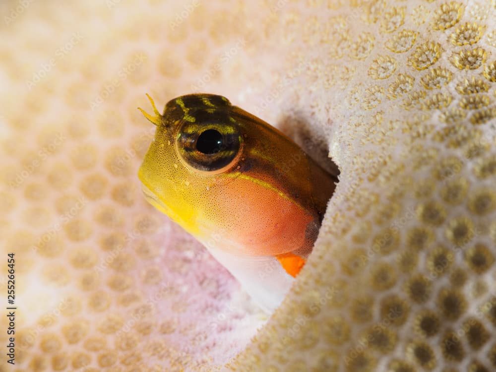 Cute Tiny Bath's Blenny at Home in the Coral