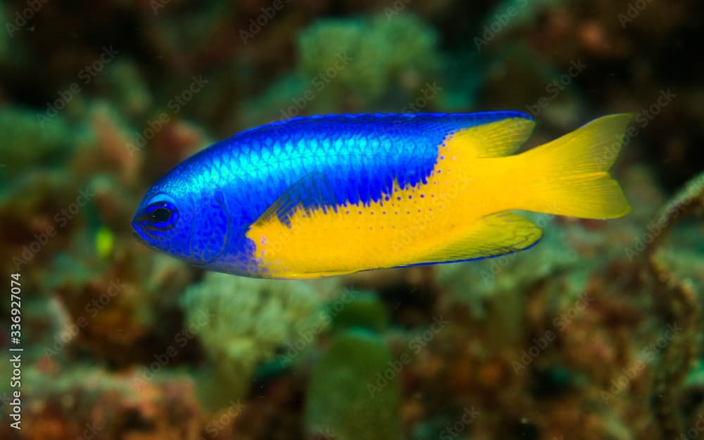 Goldbelly damsel, Pomacentrus auriventris, Raja Ampat Indonesia