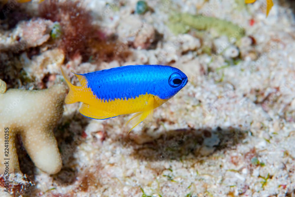 Yellow-Belly Damsel Pomacentrus auriventris