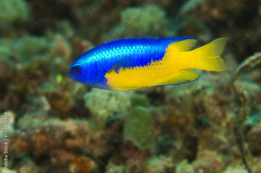 Goldbelly damsel, Pomacentrus auriventris, Raja Ampat Indonesia