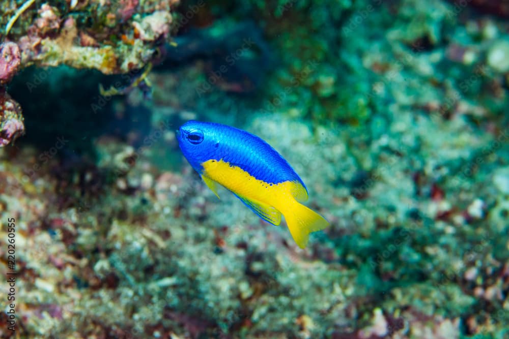 Yellow-belly damsel Pomacentrus auriventris