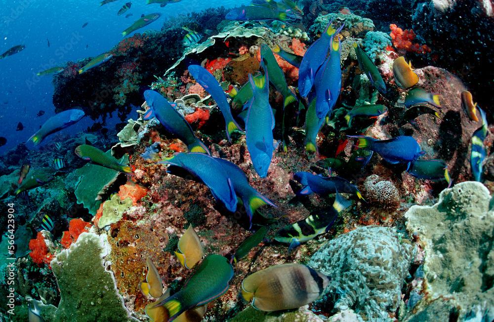 Twotone wrasses eat eggs, Thalassoma lunare, Indonesia, Indian Ocean, Komodo National Park