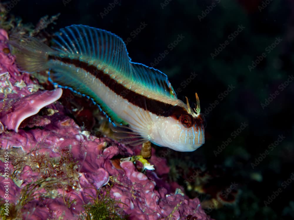 White blenny Parablennius rouxi