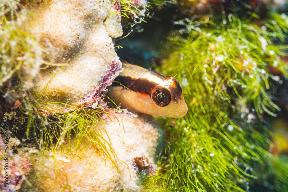 Longstriped Blenny (Parablennius Rouxi), Adriatic Sea, Meditterranean Sea, Croatia