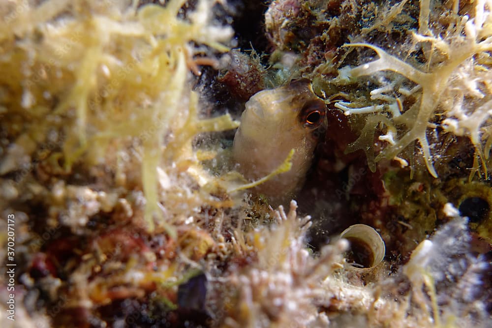 Long-striped blenny 
(Parablennius rouxi) in Mediterranean Sea