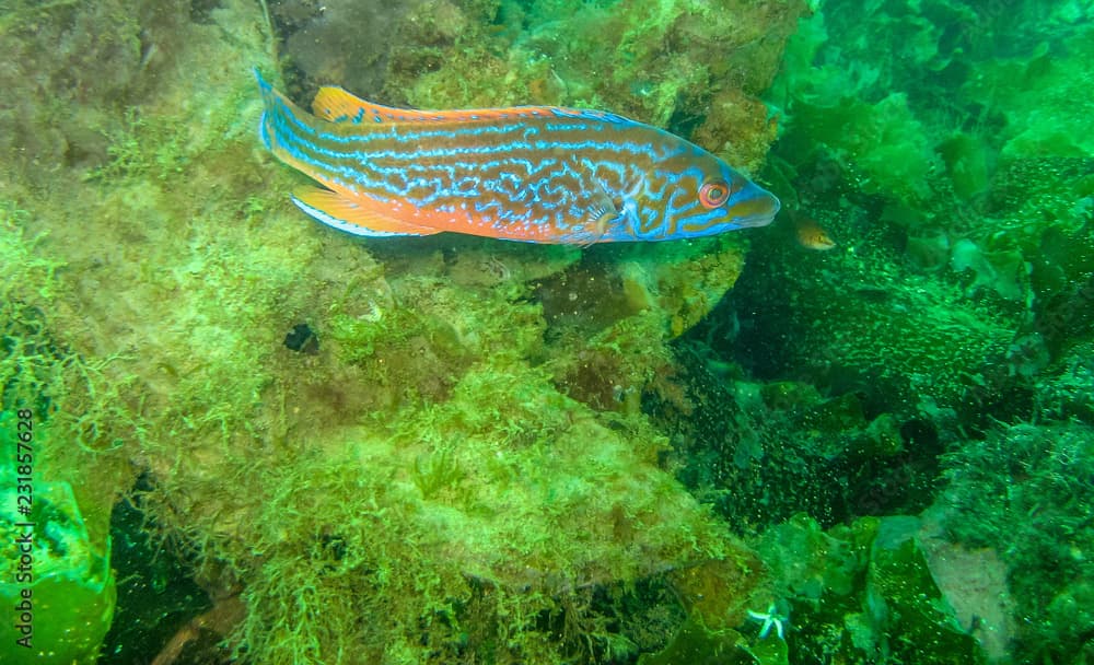 Cuckoo Wrasse