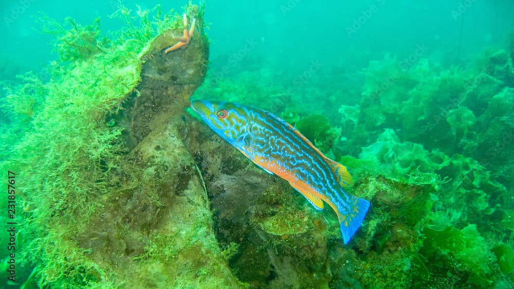 Cuckoo Wrasse