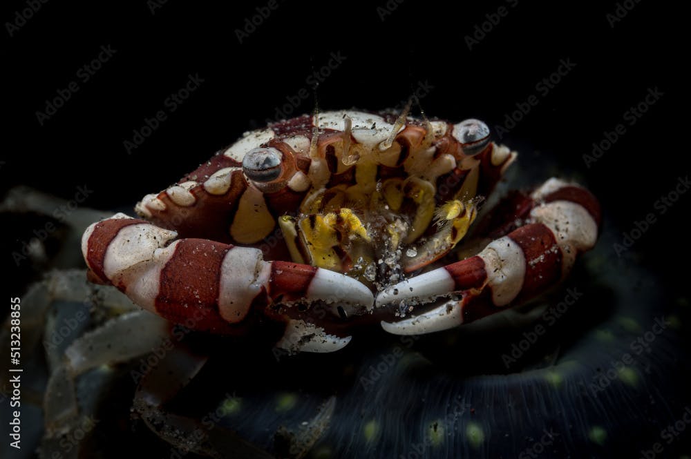 Harlequin swimming crab or Lissocarcinus laevis