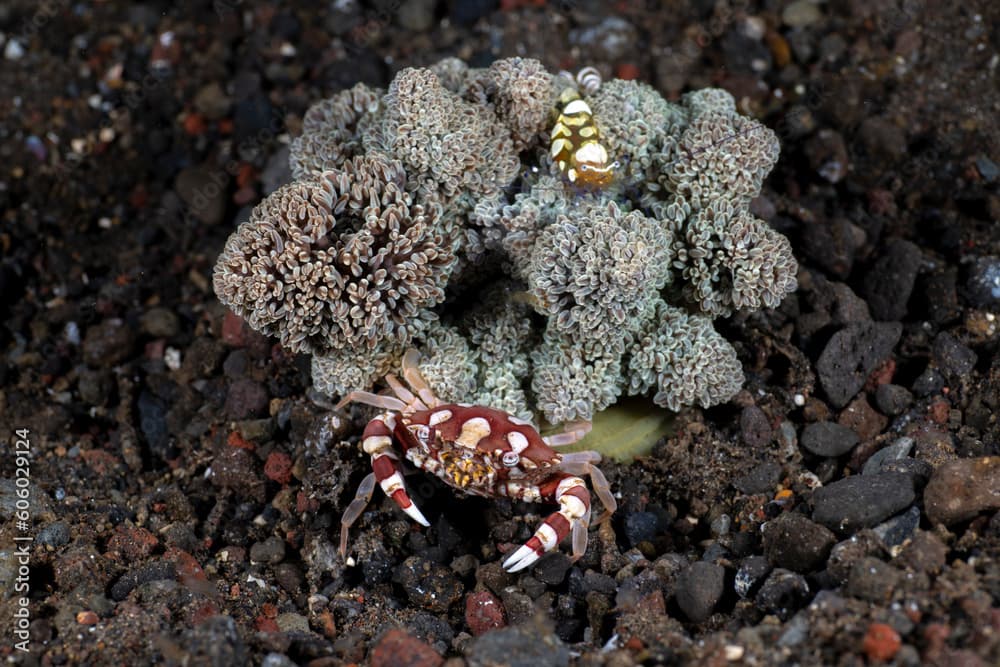 Harlequin Swimming Crab -Lissocarcinus laevis living in an anemone. Underwater macro world of Tulamben, Bali, Indonesia.