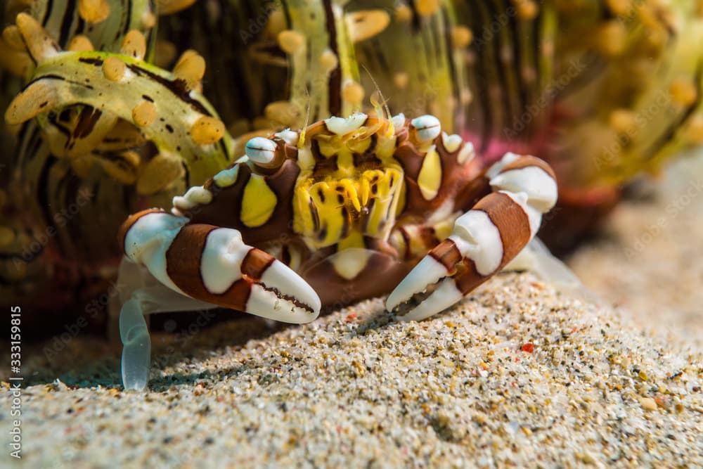 Lissocarcinus Laevis