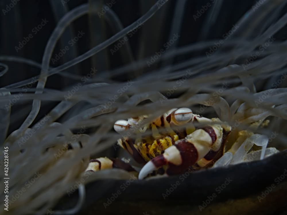 Harlequin Swimmer Crab; Harlekin Schwimmkrabbe (Lissocarcinus laevis)