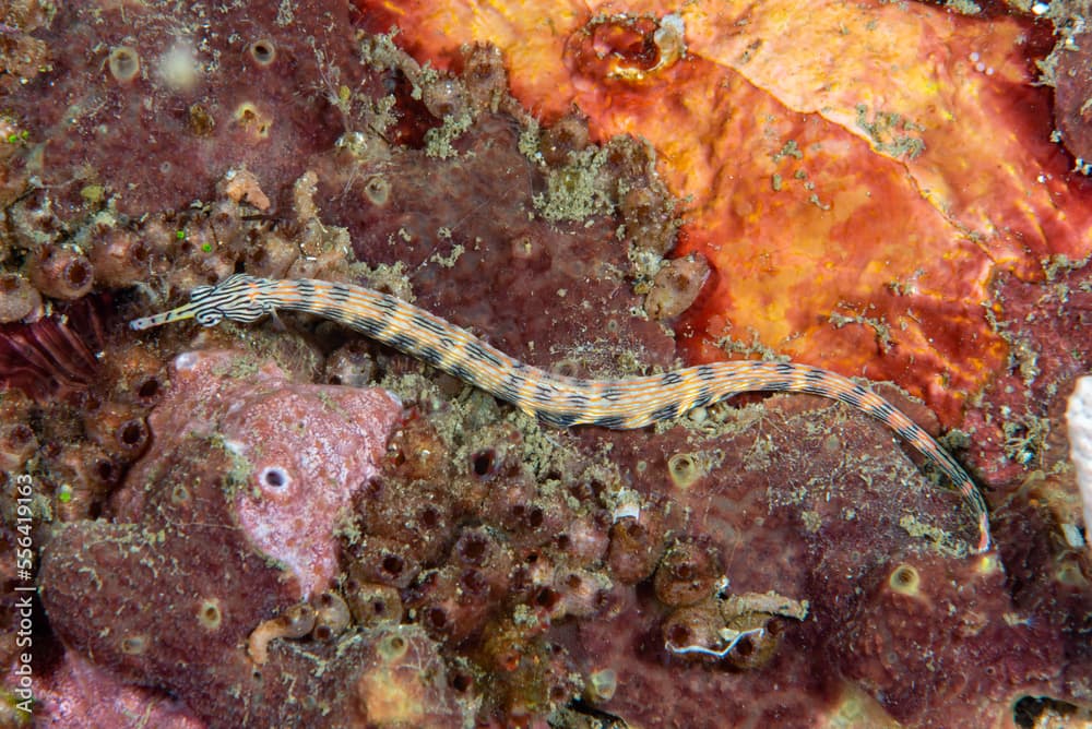 Reeftop Pipefish Corythoichthys haematopterus