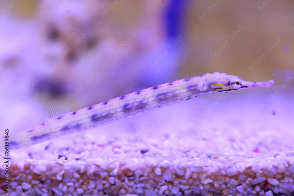 Messmate pipefish (Corythoichthys haematopterus) in Japan