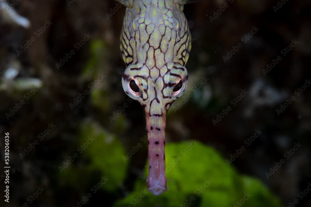 A Reeftop pipefish, Corythoichthys haematopterus, searches for tiny prey on the seafloor of a coral reef in Indonesia.