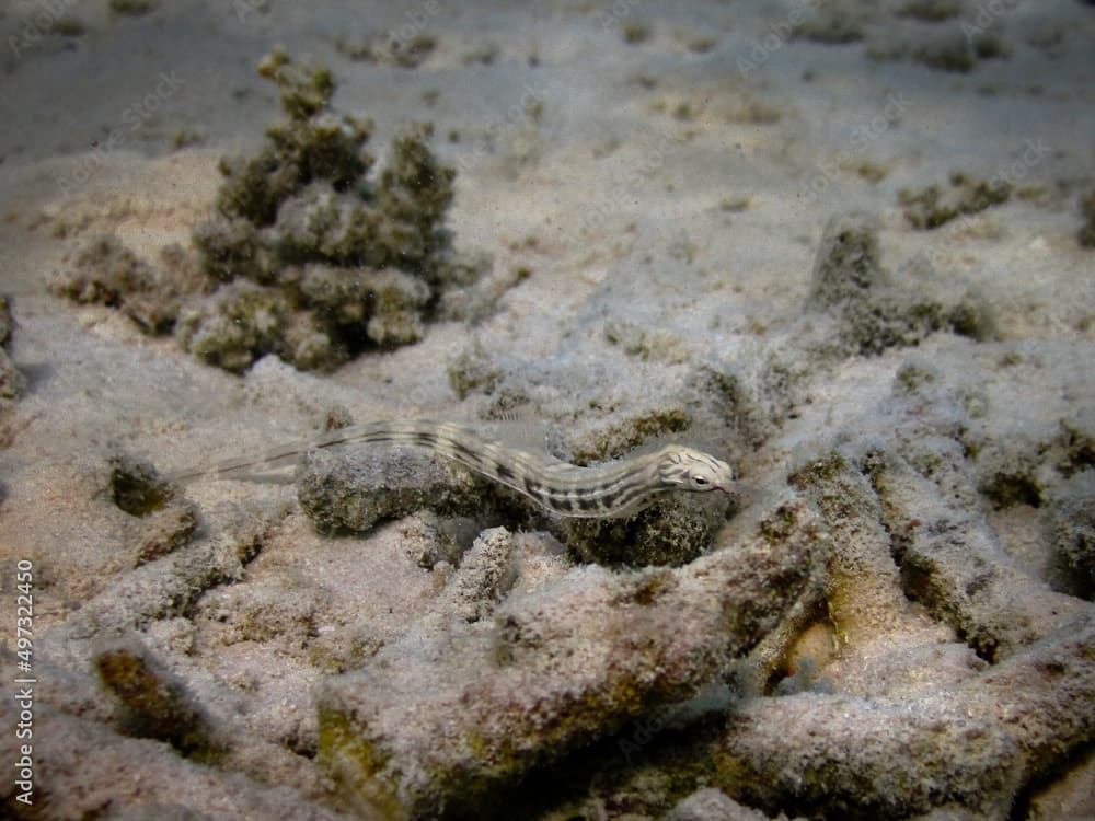 Reef top Pipefish - Corythoichtys haematopterus - Messmate pipefish - Pipefish