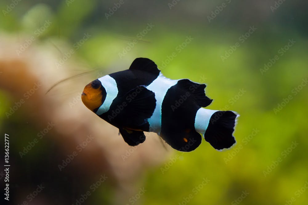 Saddleback clownfish (Amphiprion polymnus).