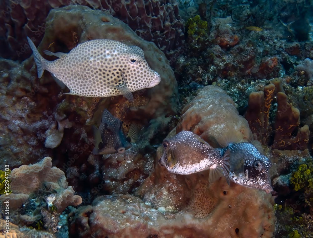 A Spotted Trunkfish (Lactophrys bicaudalis) in Cozumel, Mexico